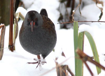 Water Rail