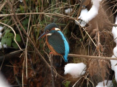 Common Kingfisher