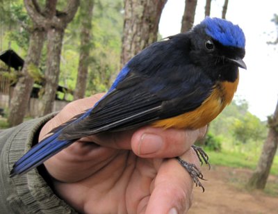 Rufous-bellied Niltava