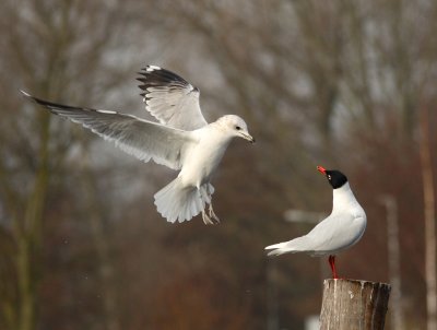 Common and Mediterranean Gull