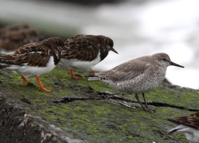 Red Knot and Ruddy Turnstone