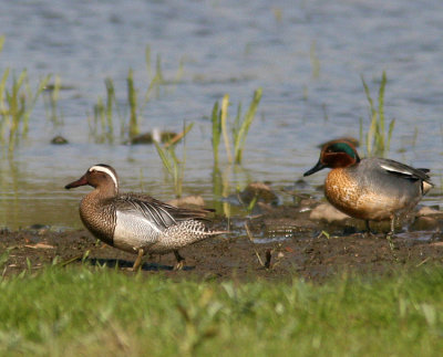 Garganey and Common Teal