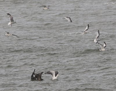 Pomarine Skua  -  Kittiwake - Common Gull - Great black-backed Gull