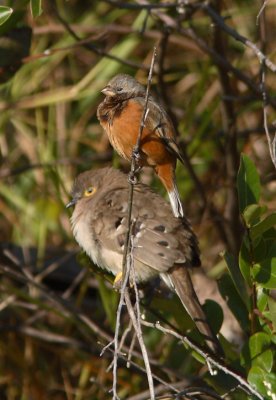 Dark-throated Seedeater and Long-tailed Ground Dove