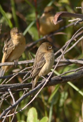 Black-and-tawny Seedeater