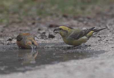 Parrot Crossbill