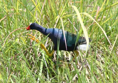 Purple Gallinule