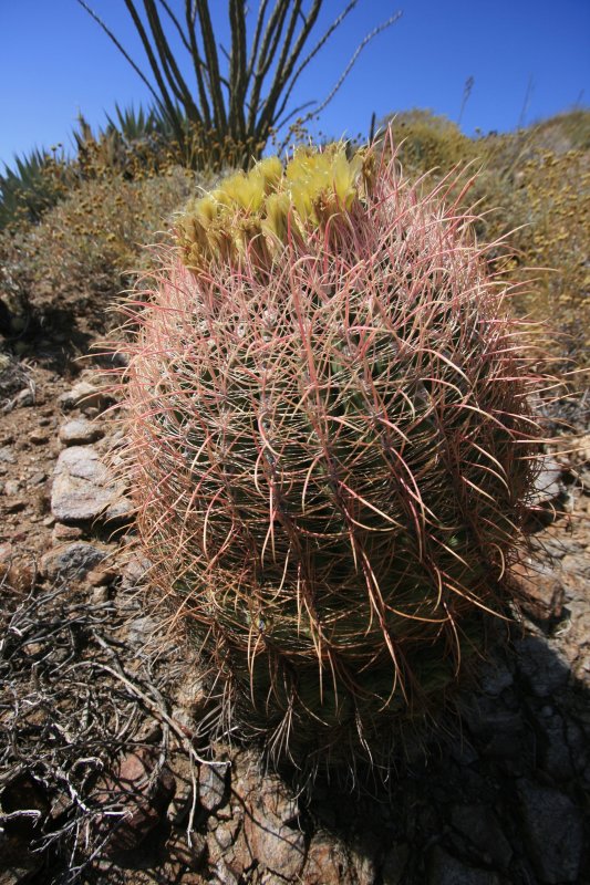 1barrel cacti.jpg