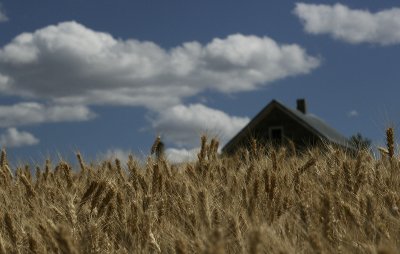 Ready for Harvest