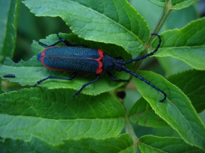beetle red black.jpg