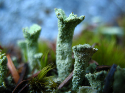lichen tower2.jpg