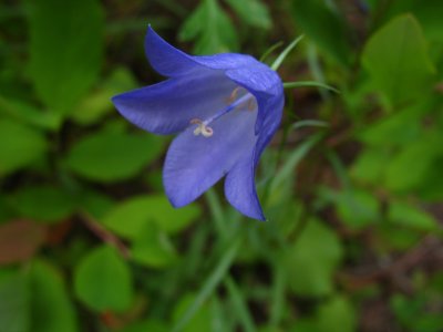 harebell.jpg