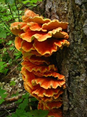 Mature Chicken Fungus