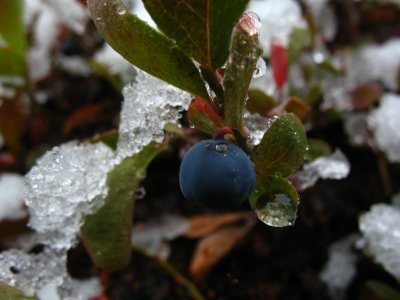 blueberry snow.jpg