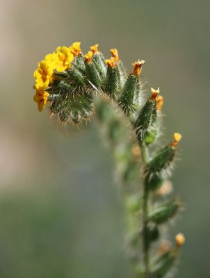 Fiddleneck