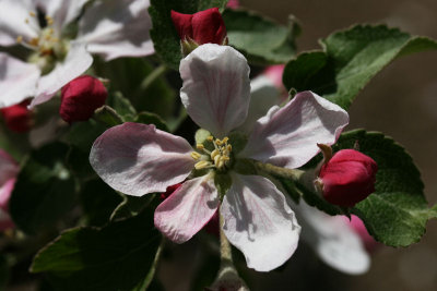 Braeburn Apple Blossom