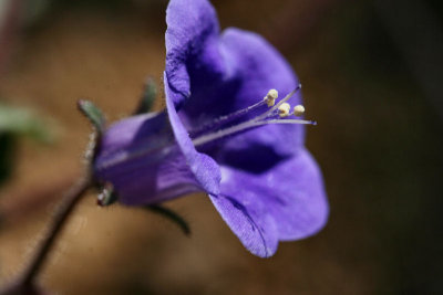 Canterbury Bell