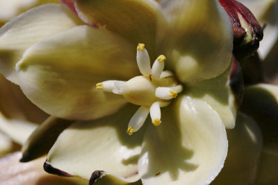 Yucca Blossom