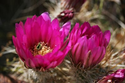 Hedgehog Blooms