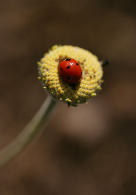 Ladybug Ladybug Fly Away Home