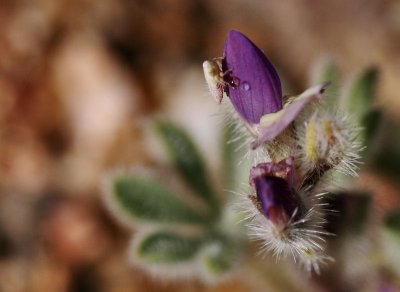 Baby Lupine