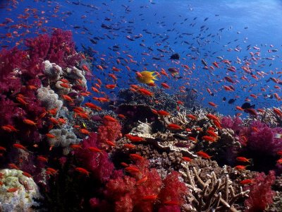 Fiji 2006 Underwater