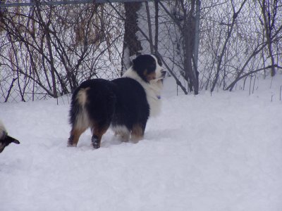 Akc Ch.JnDs Northen Lights Ajax