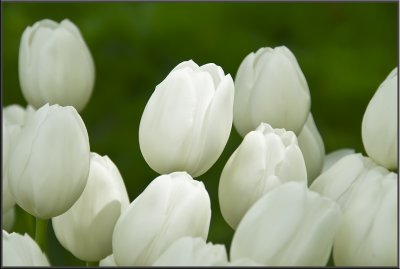 Amsterdam flowers (1022).jpg