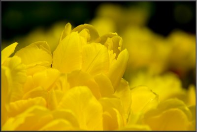 Amsterdam flowers (1026).jpg