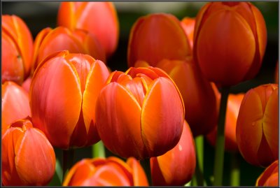 Amsterdam flowers (1031).jpg