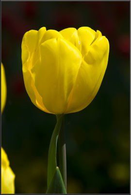 Amsterdam flowers (1084).jpg