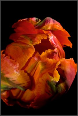 Orange Tulip (1053).jpg