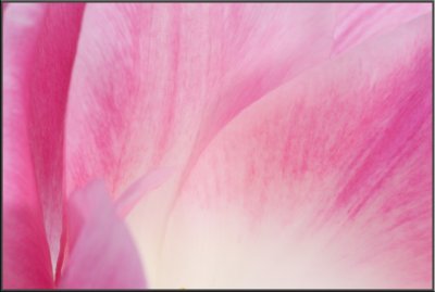 Pink Tulip (1042).jpg
