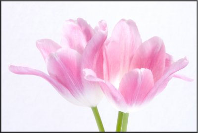 Pink Tulip (1071).jpg