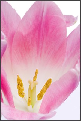 Pink Tulip (1099).jpg