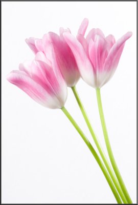 Pink Tulip (1298).jpg