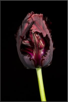 Plum Tulip (1048).jpg