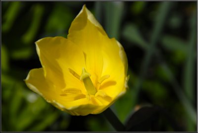 Ron's tulips (1020).jpg