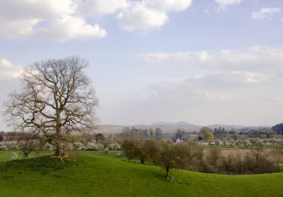 Whitbourne in damson blossom time - where our hearts wwere captured and partly remain; Malvern Hills in background