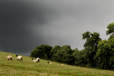 storm threatening sheep