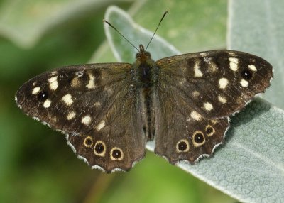 Speckled Wood - Pararge aegeria ; first this year but happy to hang about while I get 80-400+500D close up ring focussed