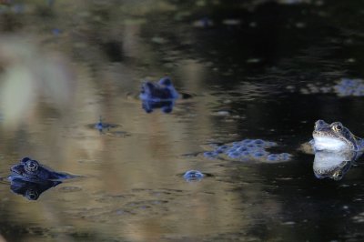 focus on frogs