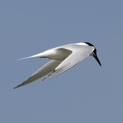 Fishing Tern style - reconnaissance (2009)