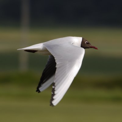 Black headed gull - Larus Ridibundus