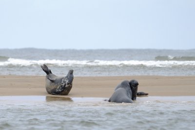 Seals on Blakeney point sandbar
