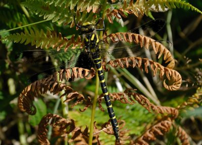 Golden-ringed Dragonfly - Cordulegaster boltonii - Zennor, Cornwall