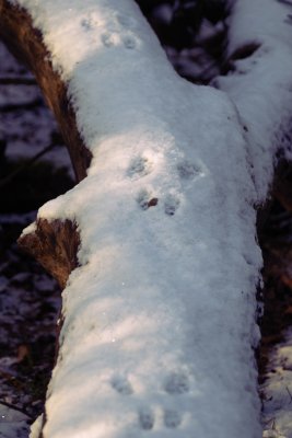 can I go along this log mum?