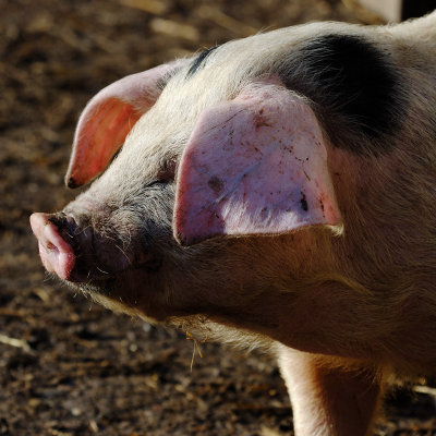 Gloucester Old Spot weaner, possibly progeny of snout