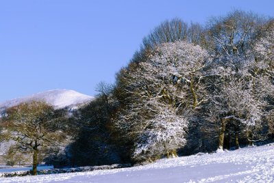 snow on the oaks