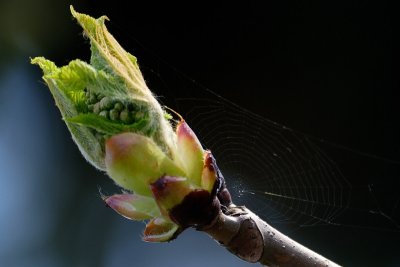 chestnut emerging from sticky bud